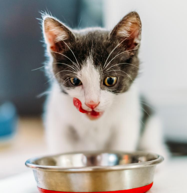 Baby eating hotsell cat food