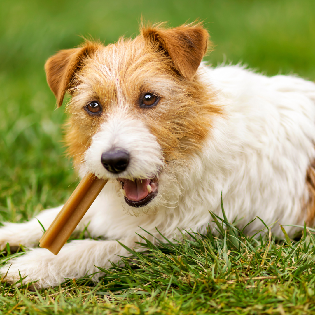 HOW TO CHOOSE THE BEST CHEWS FOR YOUR DOG