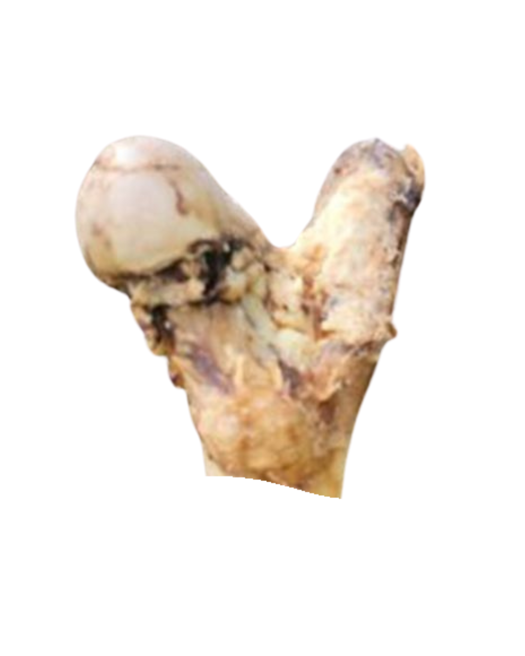 Beef Femur Bones - All Natural