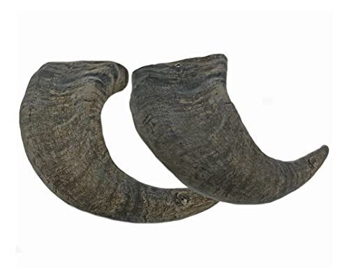 Water Buffalo Horns