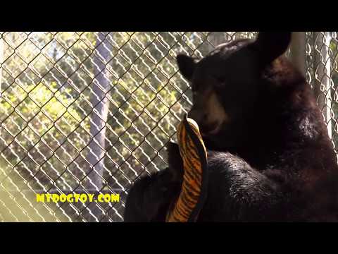 Tuffy Ultimate Ring Toy